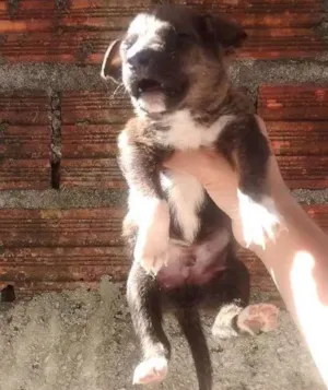 Cachorro raça Vira lata idade 2 a 6 meses nome Não tem nome