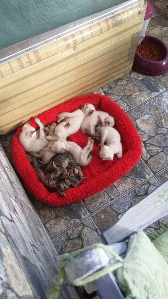 Gato raça MISTURADOS idade Abaixo de 2 meses nome GATOS