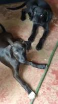 choquito e bombom