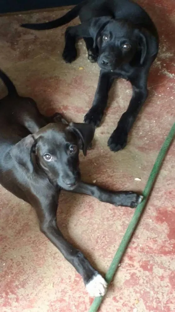 Cachorro raça SRD idade 2 a 6 meses nome choquito e bombom