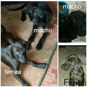 Cachorro raça SRD idade 2 a 6 meses nome choquito e bombom
