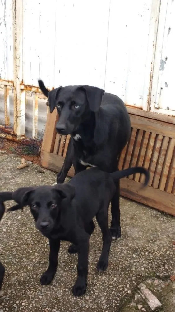 Cachorro raça SRD idade 2 a 6 meses nome choquito e bombom