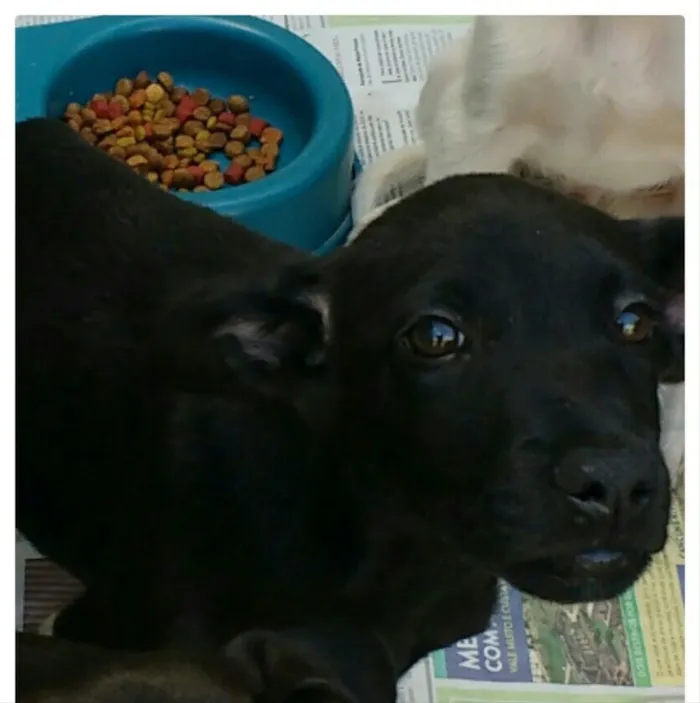 Cachorro raça SRD idade 2 a 6 meses nome choquito e bombom