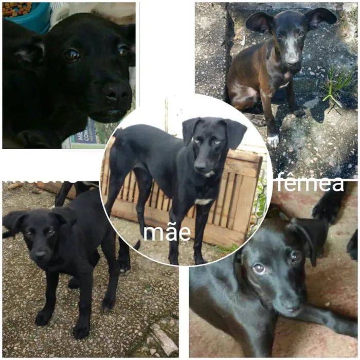 Cachorro raça SRD idade 2 a 6 meses nome choquito e bombom