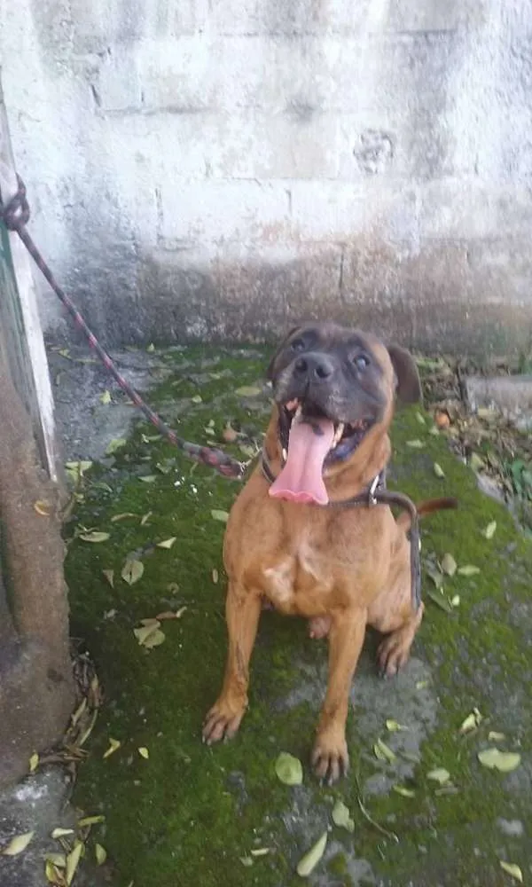 Cachorro ra a Box idade 6 ou mais anos nome Tyson