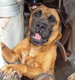 Cachorro raça Box idade 6 ou mais anos nome Tyson