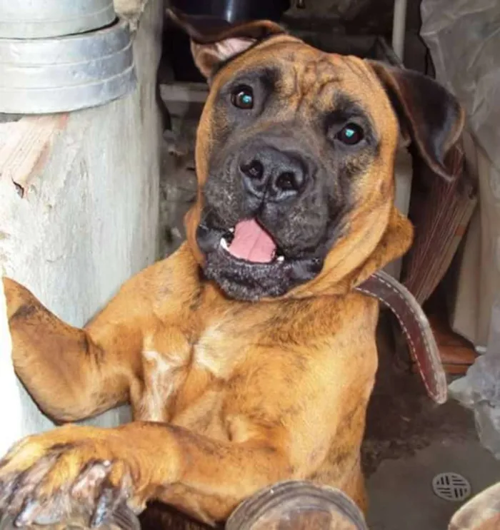 Cachorro ra a Box idade 6 ou mais anos nome Tyson