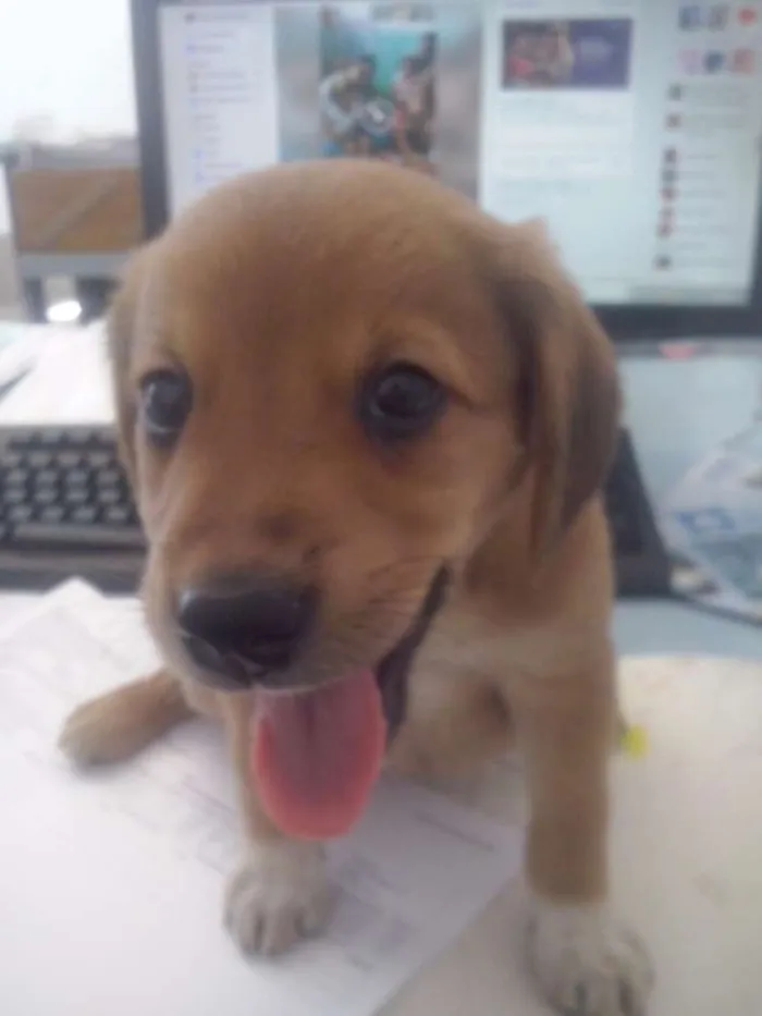 Cachorro ra a srd idade Abaixo de 2 meses nome sem nome