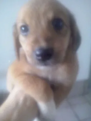 Cachorro raça srd idade Abaixo de 2 meses nome sem nome