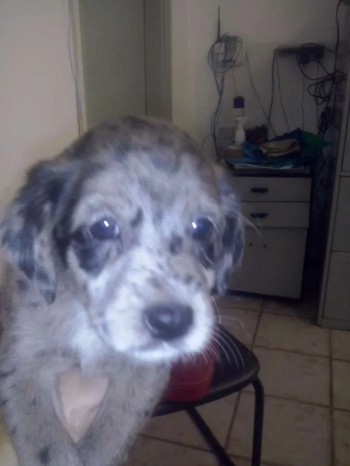 Cachorro ra a srd idade Abaixo de 2 meses nome sem nome