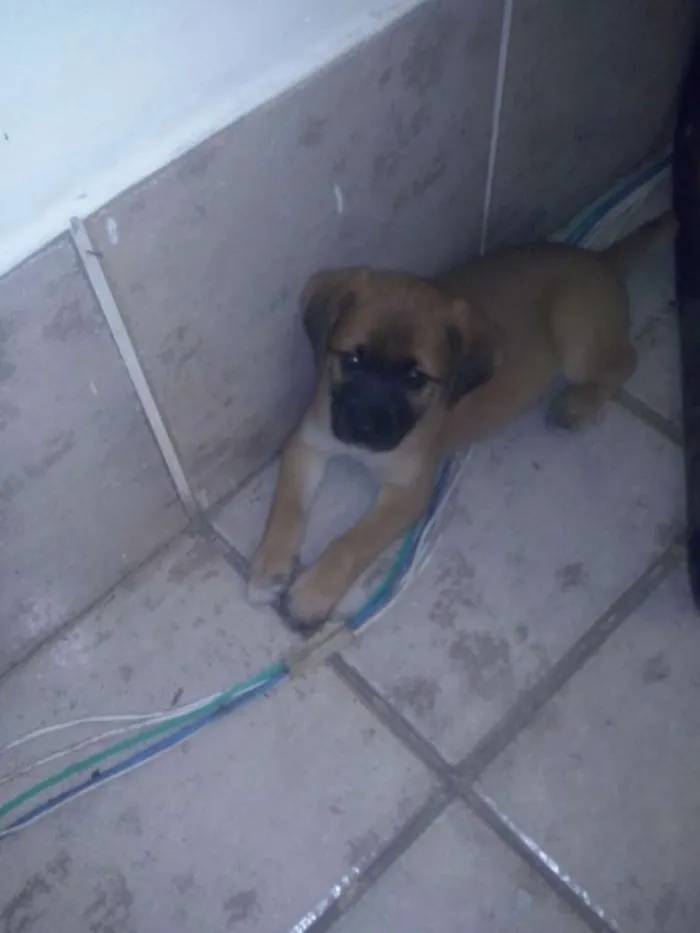 Cachorro ra a srd idade Abaixo de 2 meses nome sem nome