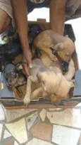 Cachorro