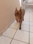 Apolo