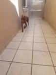 Apolo