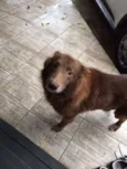 Apolo