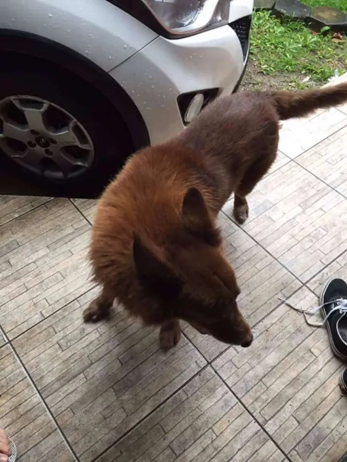 Cachorro ra a Mista (Pastor com alguma outra raça) idade 6 ou mais anos nome Apolo