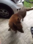 Apolo