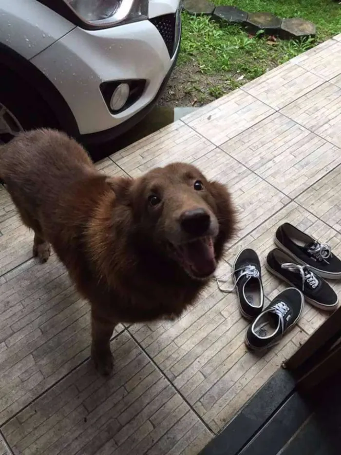 Cachorro ra a Mista (Pastor com alguma outra raça) idade 6 ou mais anos nome Apolo