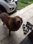 Apolo