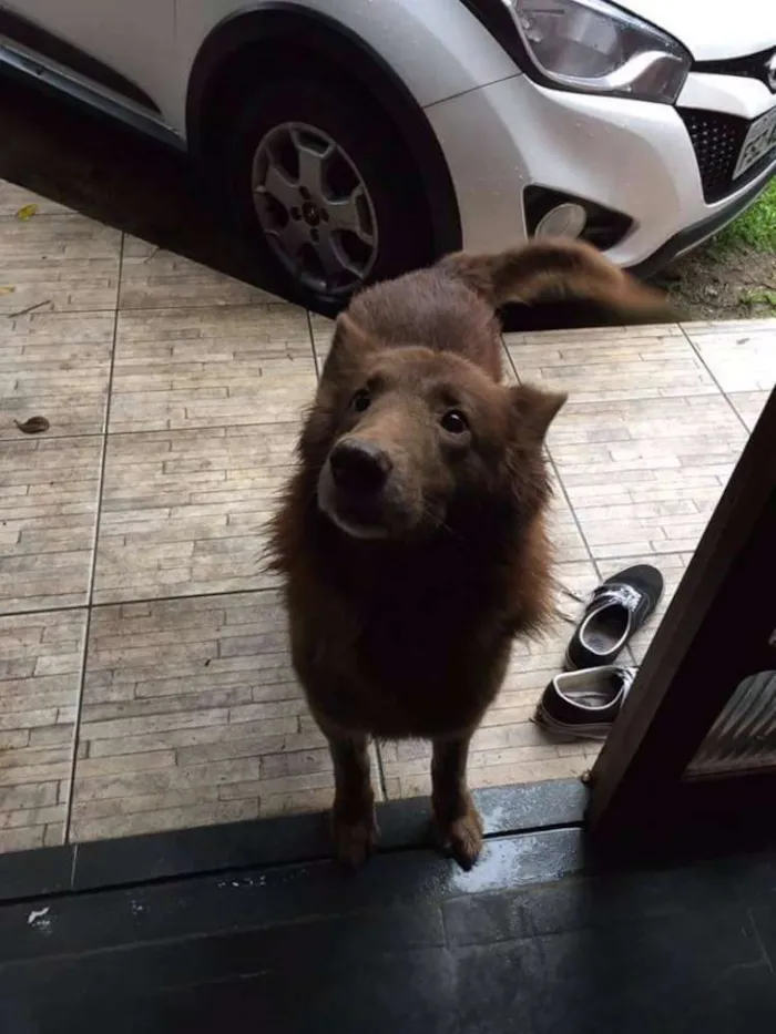 Cachorro ra a Mista (Pastor com alguma outra raça) idade 6 ou mais anos nome Apolo