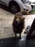 Apolo