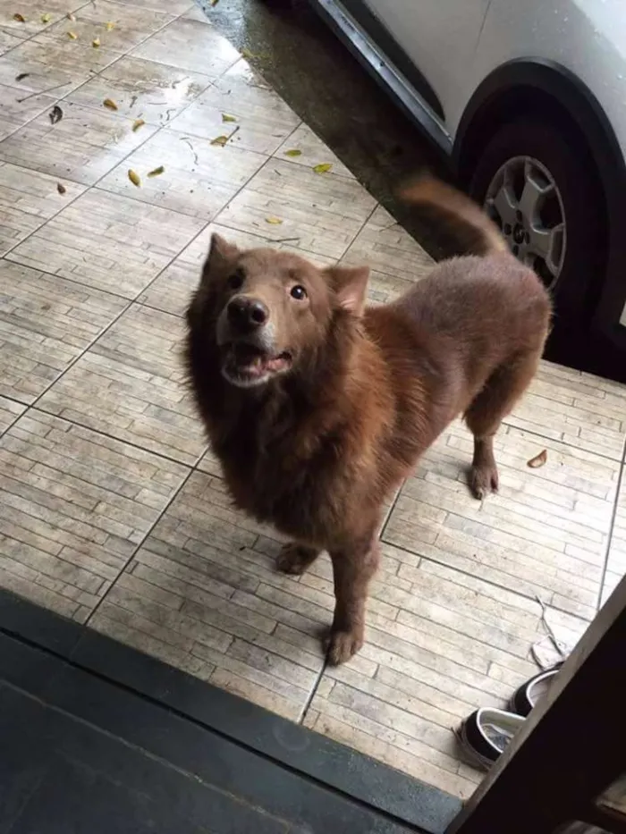 Cachorro ra a Mista (Pastor com alguma outra raça) idade 6 ou mais anos nome Apolo