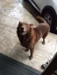 Apolo