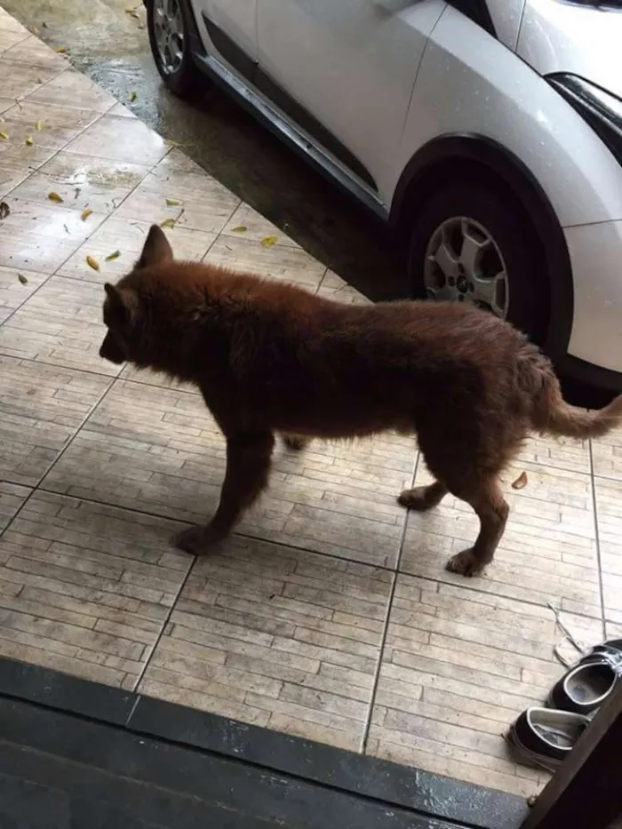 Cachorro ra a Mista (Pastor com alguma outra raça) idade 6 ou mais anos nome Apolo