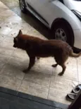 Apolo