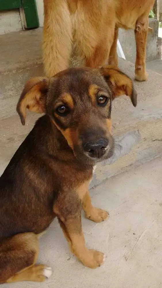 Cachorro ra a Vira Lata idade 2 a 6 meses nome Sem nome