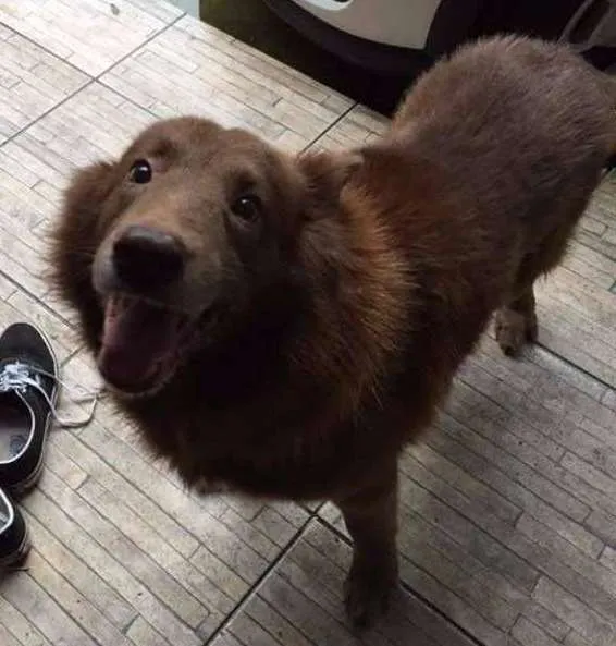 Cachorro ra a Mista (Pastor com alguma outra raça) idade 6 ou mais anos nome Apolo
