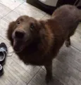Apolo