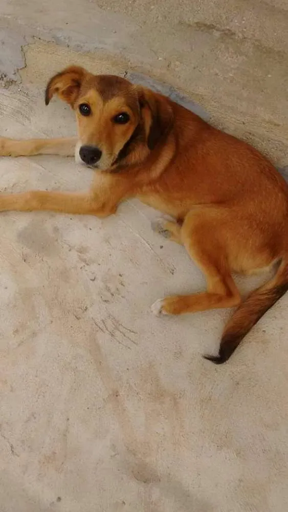 Cachorro ra a Vira Lata idade 2 a 6 meses nome Sem nome