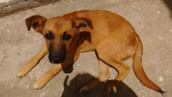 Cachorro ra a Vira Lata idade 2 a 6 meses nome Sem nome
