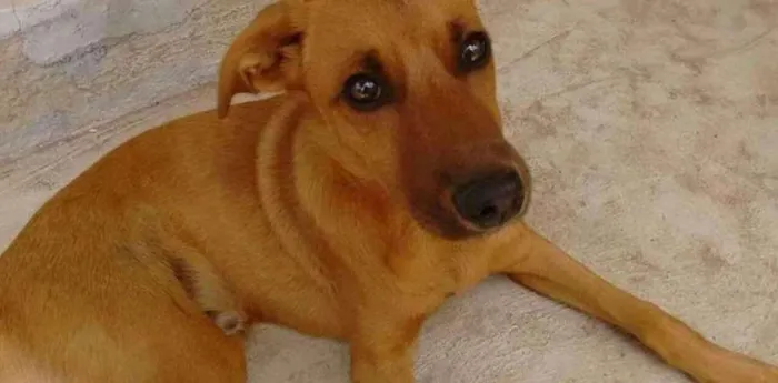 Cachorro ra a Vira Lata idade 2 a 6 meses nome Sem nome