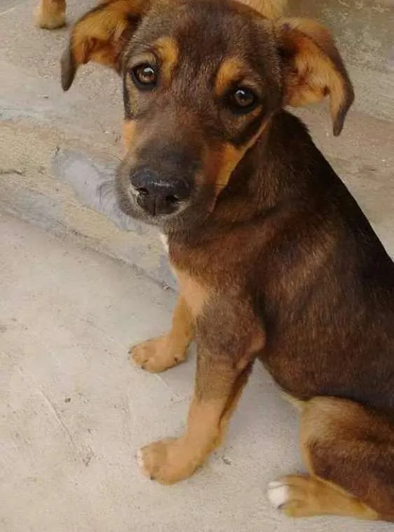 Cachorro ra a Vira Lata idade 2 a 6 meses nome Sem nome
