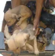 Cachorro