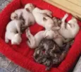 GATOS