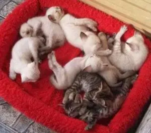 Gato raça MISTURADOS idade Abaixo de 2 meses nome GATOS