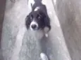Rabito