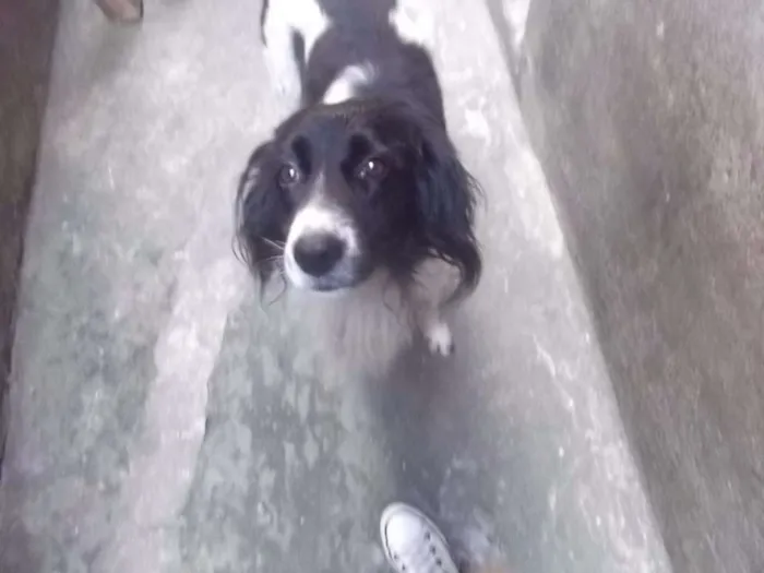 Cachorro ra a Mistura de Border Colie  idade 5 anos nome Rabito