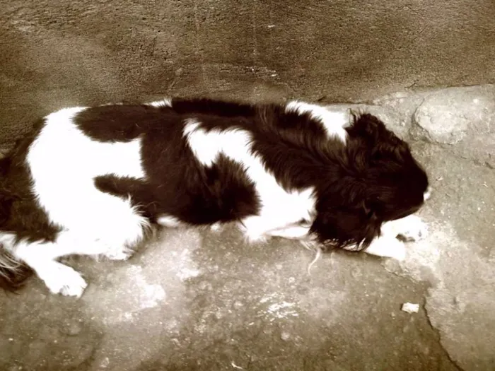 Cachorro ra a Mistura de Border Colie  idade 5 anos nome Rabito