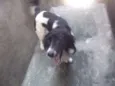 Rabito