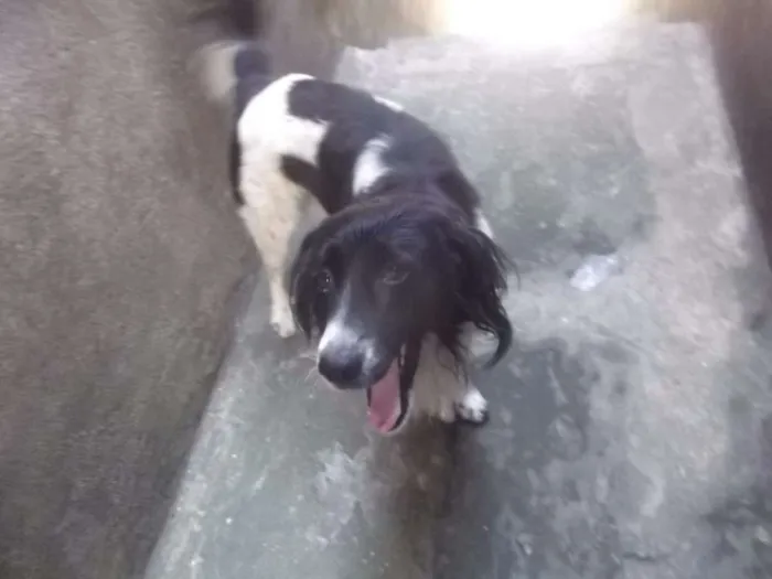 Cachorro ra a Mistura de Border Colie  idade 5 anos nome Rabito