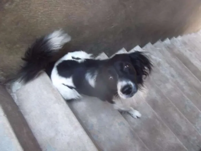 Cachorro ra a Mistura de Border Colie  idade 5 anos nome Rabito