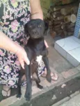 Toquinho