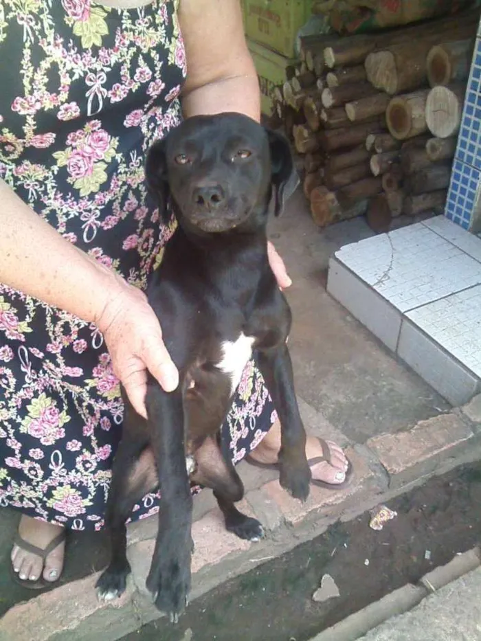 Cachorro ra a Focks Paulistinha idade 1 ano nome Toquinho