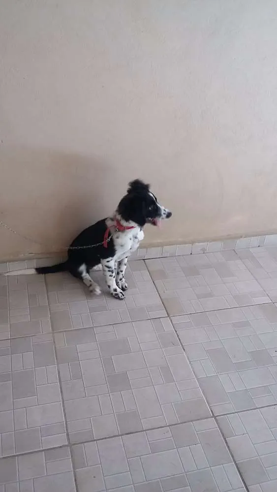 Cachorro ra a Vira lata idade 2 a 6 meses nome Molly