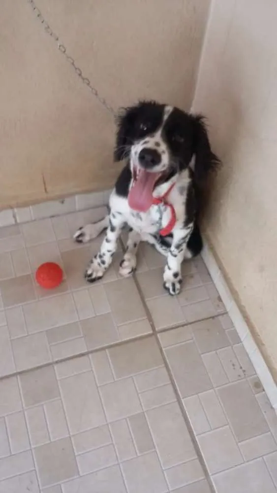 Cachorro ra a Vira lata idade 2 a 6 meses nome Molly