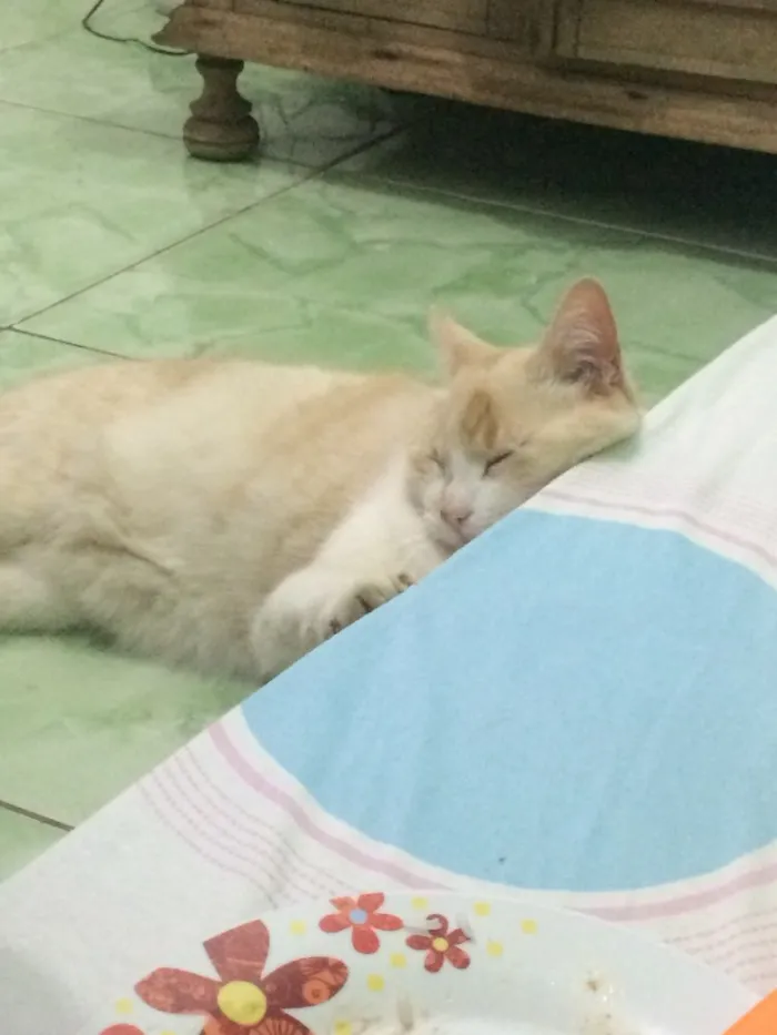Gato raça Vira-lata idade 3 anos nome Kelvin